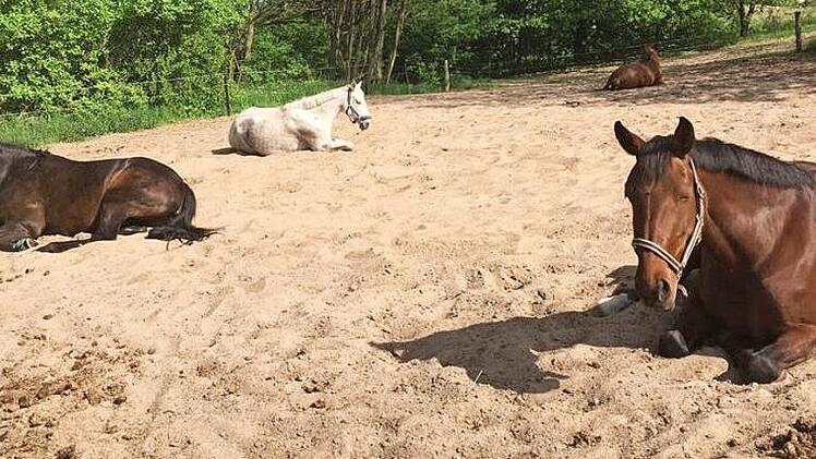 Die Pferde sind gefährdet. Die Zecke wird von selbst aktiv und springt sehr schnell meterweit. Foto: Petra Malbrich