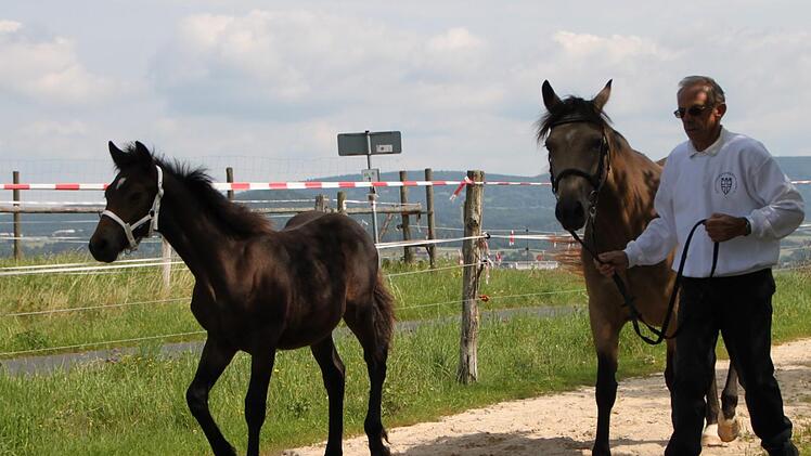 Schritt, Trab und Galopp: Winfried Fleck führt seine Pferde dem Zuchtleiter vor. Foto: Ulrike Müller