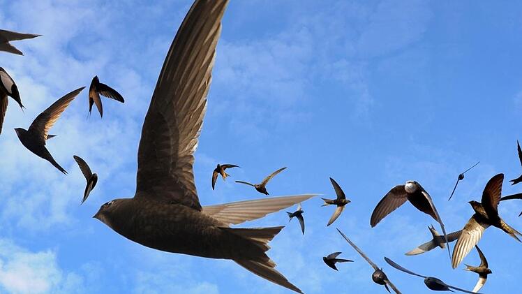 Die Montage des Fotografen Rudi Ott, die sich aus vielen Einzelfotos zusammensetzt, zeigt Mauersegler in verschiedenen Flugphasen. Nordhalben möchte im Rahmen des Modellprojekts unter anderem für diese Vogelart, aber auch andere Tierarten attraktiver werden. Foto: Archiv/Rudi Ott