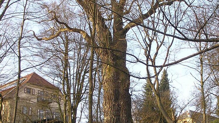 Die Tausendjährige Eiche ist ein historisches Zeugnis: Im Stamm sind noch Einschusslöcher, die aus dem Dreißigjährigen Krieg stammen, zu sehen. Damals belagerte der schwedische Reitergeneral Thorstenson mehrere Monate das Schloss: erfolglos! Heute hat die Eiche in Bodennähe mehr als zwölf Meter Umfang.  Fotos: Sonja Adam