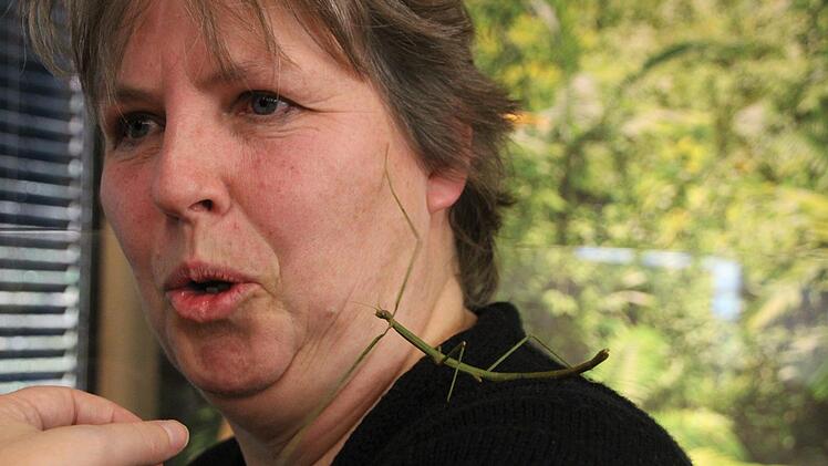 Eine grüne Stabschrecke geht auf Susanne Scheers Pullover auf Erkundungstour.