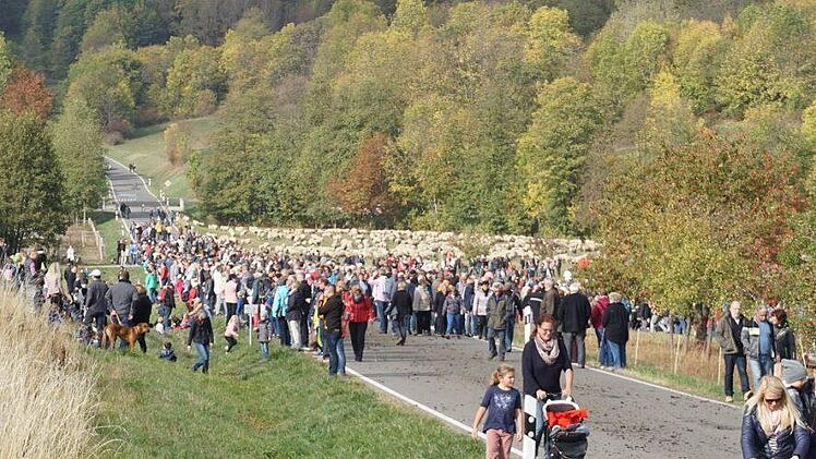 Weideabtrieb in Ginolfs. Foto: Marion Eckert