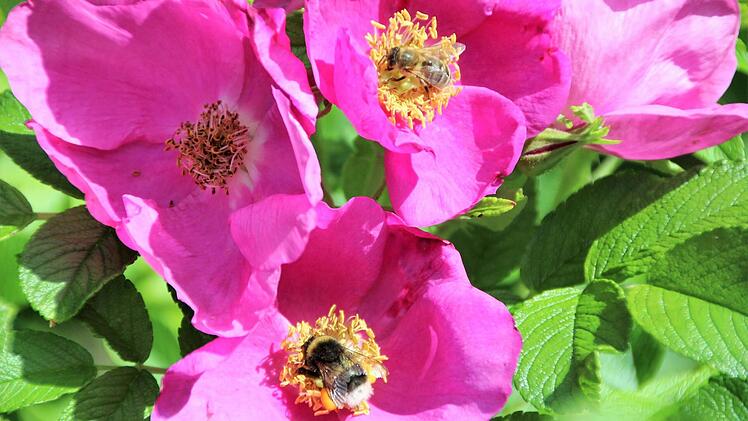 im Wildrosenbeet tummeln sich viele Bienen- und Hummelarten. Diana Fuchs