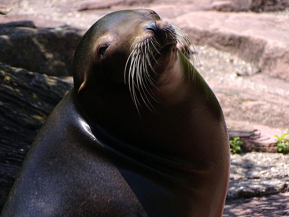 Tiergarten Nürnberg