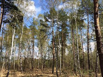 Ein Naturparadies hat sich im Osten der Autobahn auf dem ehemaligen Truppenübungsplatz der Amerikaner erhalten: Viele Tümpel im schütteren Wald und auch ein größerer See gehören dazu - und seltene Arten wie Gelbbauchunke, Kreuzkröte und Wildkatze,  Fotos: Michael Wehner