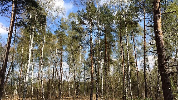 Ein Naturparadies hat sich im Osten der Autobahn auf dem ehemaligen Truppenübungsplatz der Amerikaner erhalten: Viele Tümpel im schütteren Wald und auch ein größerer See gehören dazu - und seltene Arten wie Gelbbauchunke, Kreuzkröte und Wildkatze,  Fotos: Michael Wehner