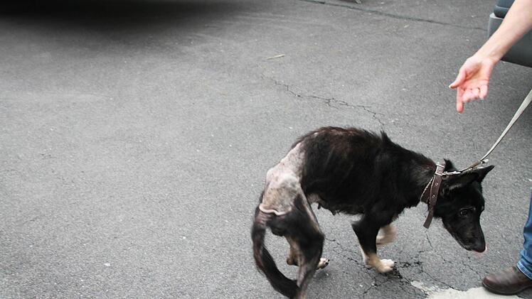 Schäferhündin Lara, als sie im Juli ins Tierheim kam. Foto: Thomas Malz