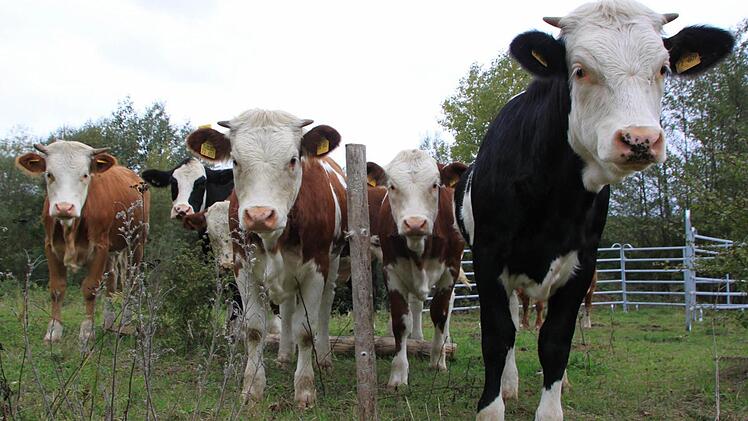 Auch optisch sind die tierischen Landschaftsgärtner durchaus vorzeigbar. Foto: Matthias Einwag