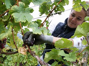 Megan Thiel schneidet eine Rebe ab. Foto: Arkadius Guzy