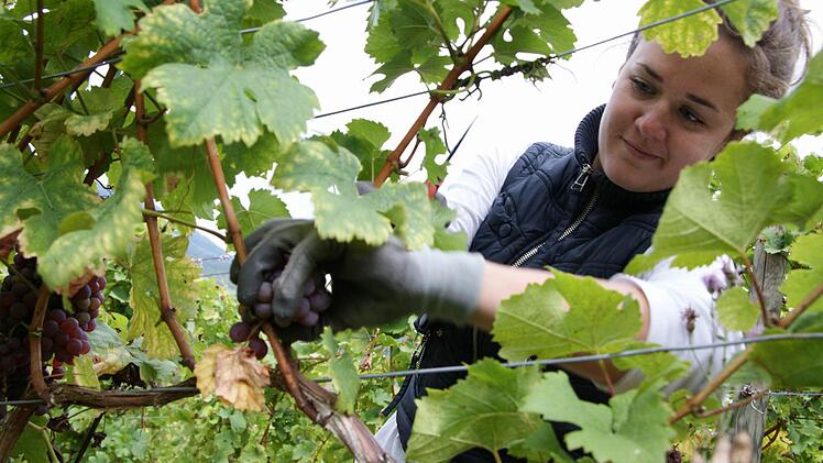 Megan Thiel schneidet eine Rebe ab. Foto: Arkadius Guzy