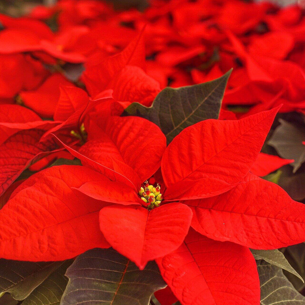 Weihnachtsstern, Christrose und Co: Bedeutung und Pflege fr deine  Weihnachtspflanzen