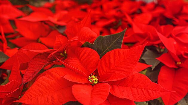 Symbolbild: Weihnachtsstern