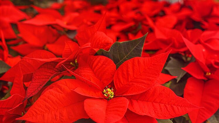 Symbolbild: Weihnachtsstern