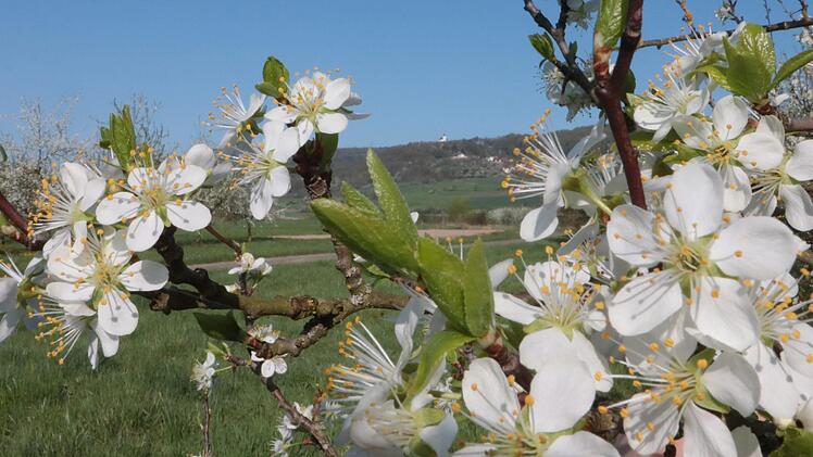 Blühender Kirschbaum, im Hintergrund Reifenberg Foto: Josef Hofbauer