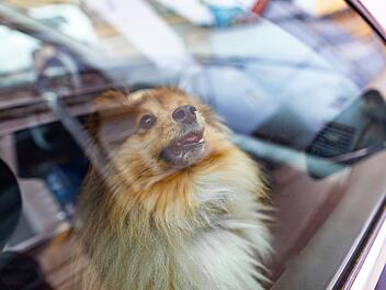 Hund im Auto: Polizei befreit Malteser im Kreis Nürnberger Land aus Hitze
