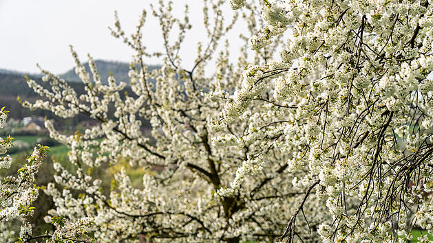 Pr&auml;chtiges Kirschbl&uuml;tenmeer in der Fr&auml;nkischen Schweiz - die sch&ouml;nsten Bilder in der Fotostrecke