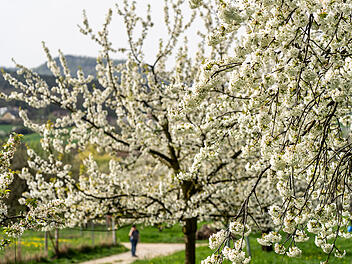 Prächtiges Kirschblütenmeer in der Fränkischen Schweiz - die schönsten Bilder in der Fotostrecke