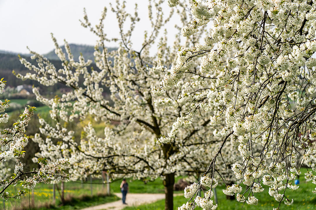 Unterwegs auf dem Kirschenweg.