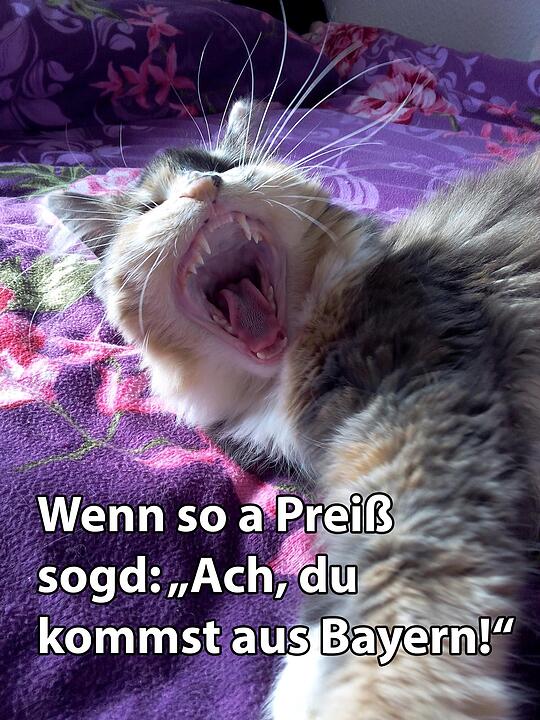 29 fränkische Katzen, die dich verstehen