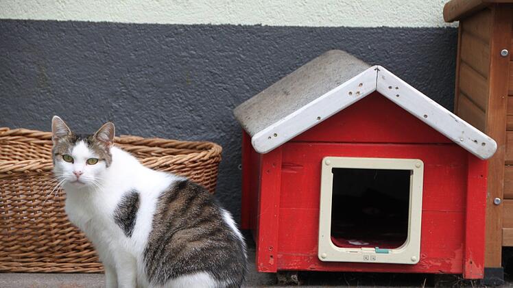 Katze im Tierheim Wannigsmühle.Heike Beudert