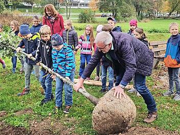 Mit der Unterstützung von Bürgermeister Helmut Krämer rollen die Kinder die Silberlinde ins Pflanzloch.