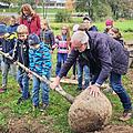 Mit der Unterstützung von Bürgermeister Helmut Krämer rollen die Kinder die Silberlinde ins Pflanzloch.