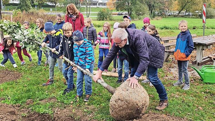 Mit der Unterstützung von Bürgermeister Helmut Krämer rollen die Kinder die Silberlinde ins Pflanzloch.