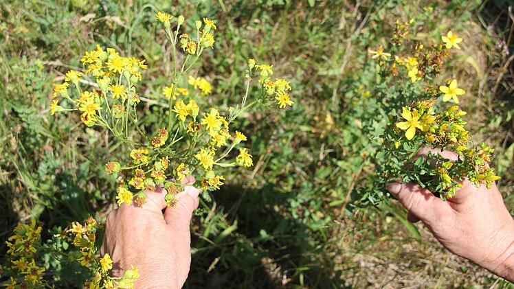 Das giftige Jakobskreuzkraut (links) kann mit der Heilpflanze Johanniskraut verwechselt werden. Die Blütenstände sind aber unterschiedlich. Foto: Friedwald Schedel