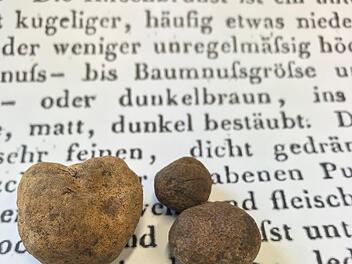 Erbsen- bis walnussgro&szlig; waren die Tr&uuml;ffel, die Forstmann Armin Otter im Eberner Stadtwald entdeckte.  Foto: Otter