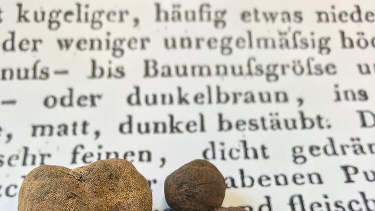 Erbsen- bis walnussgro&szlig; waren die Tr&uuml;ffel, die Forstmann Armin Otter im Eberner Stadtwald entdeckte.  Foto: Otter