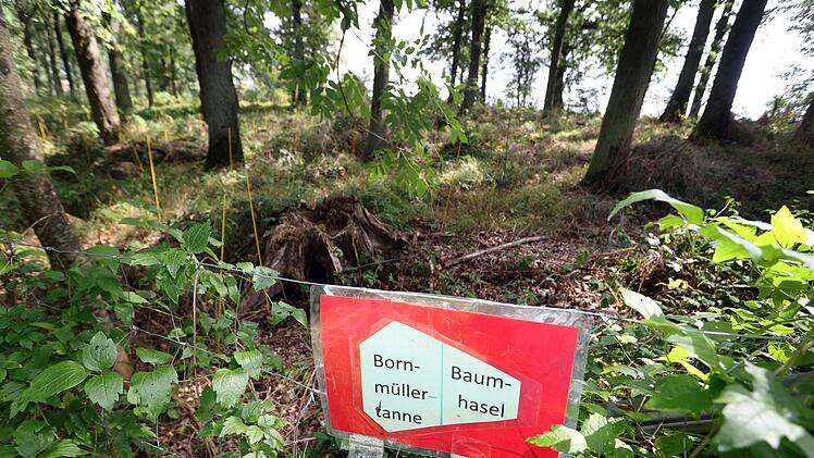 Rottendorf: Tr&ouml;pfchenbew&auml;sserung im Wald gegen Trockenheit? Erste Erkenntnisse aus Pilotprojekt