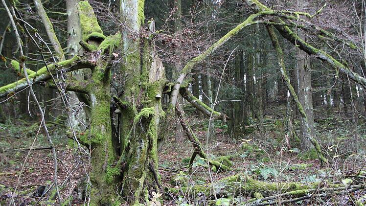 Nach dem Ende des Waldumbaus soll sich der Wald völlig frei vom Einfluss des Menschen entfalten können. Foto: Ulrike Müller