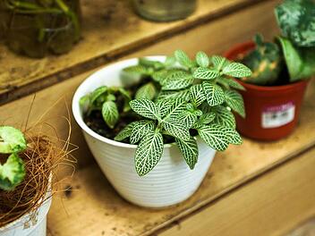 Sch&auml;dlinge: Das hilft bei Trauerm&uuml;ckenbefall an Zimmerpflanzen