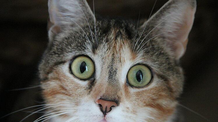 Eine Katze kehrte am Samstag schwer verletzt zu ihrem Frauchen zur&uuml;ck. Symbolfoto: pixabay.com/Optimusius1