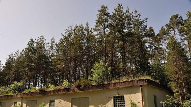 Wald auf Bunkern gibt es auf dem früheren Muna-Gelände. Über das dort geplantes Gewerbegebiet will die Stadt informieren. Foto: Martin Bücker