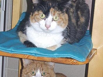 "Fussel" (unten), m&auml;nnlich und kastriert, geboren im Fr&uuml;hjahr 2018, und "Nelly", weiblich und kastriert, geboren 2016, m&ouml;chten einzeln oder gemeinsam in eine nette Katzen-WG einziehen. Foto: Tierschutzverein Kronach