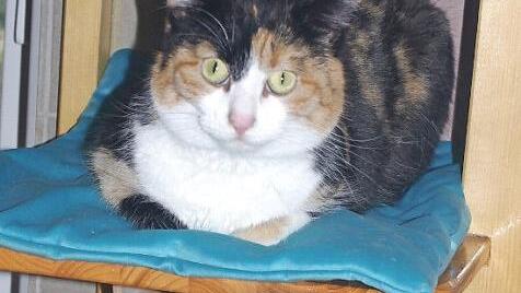 "Fussel" (unten), m&auml;nnlich und kastriert, geboren im Fr&uuml;hjahr 2018, und "Nelly", weiblich und kastriert, geboren 2016, m&ouml;chten einzeln oder gemeinsam in eine nette Katzen-WG einziehen. Foto: Tierschutzverein Kronach