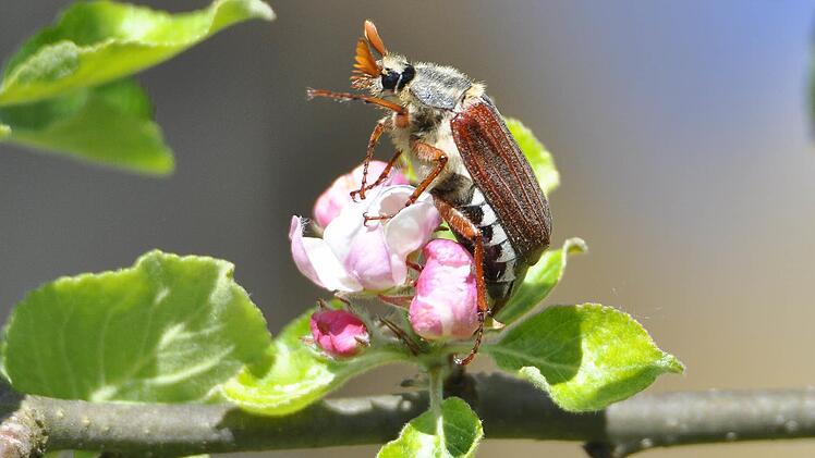 Dieser Maikäfer ließ sich jetzt bei Langensendelbach blicken. Foto: Annelore Schneider