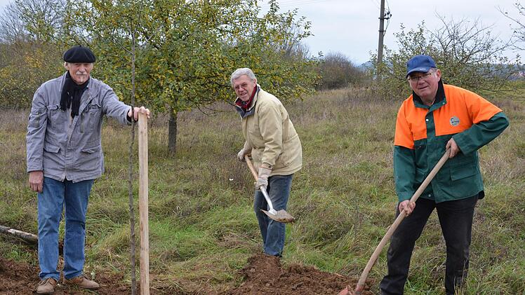 Alte und robuste Obstsorten wollten (von links) Hellmut Petsch, Roman Jonas und Bruno Schäfer erhalten. Hier pflanzen sie gerade einen Apfelbaum an der Streuobstwiese am Wacholder-Wanderweg in Münnerstadt.Björn Hein