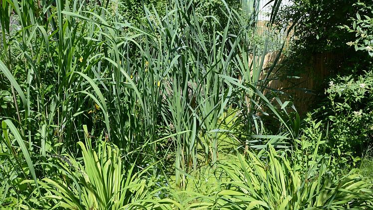 Impressionen aus dem Garten Michaelis in Schirradorf Foto: Dagmar Besand