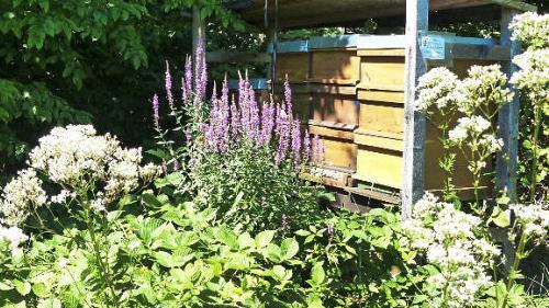 Der Blutweiderich vor den Bienenstöcken lockt Schmetterlinge.