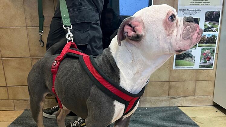 Besitzerin bindet Hund einfach an Tierheim Erlangen an - Influencerin macht sie ausfindig