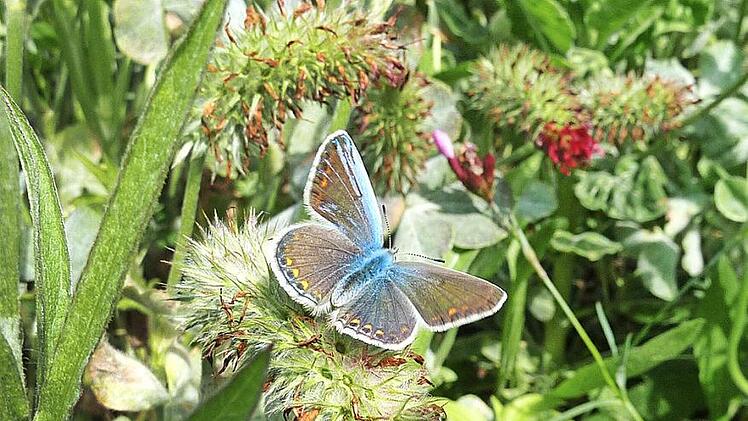 Naturnahe Gärten stehen hoch im Kurs. Foto: privat