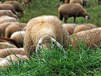 Mit einer Schafherde, die es gar nicht gab, hatten die Angeklagten ihr Opfer in die Falle gelockt.  Symbolfoto: C. Schornmayer