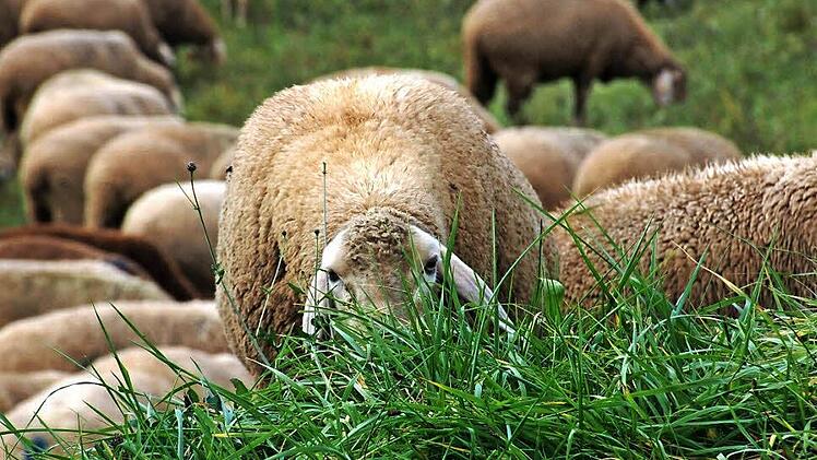Mit einer Schafherde, die es gar nicht gab, hatten die Angeklagten ihr Opfer in die Falle gelockt.  Symbolfoto: C. Schornmayer