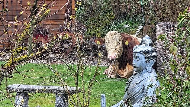 Bulle "Michi" ausgeb&uuml;xt