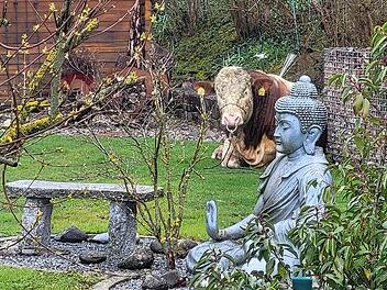 Bulle "Michi" ausgeb&uuml;xt