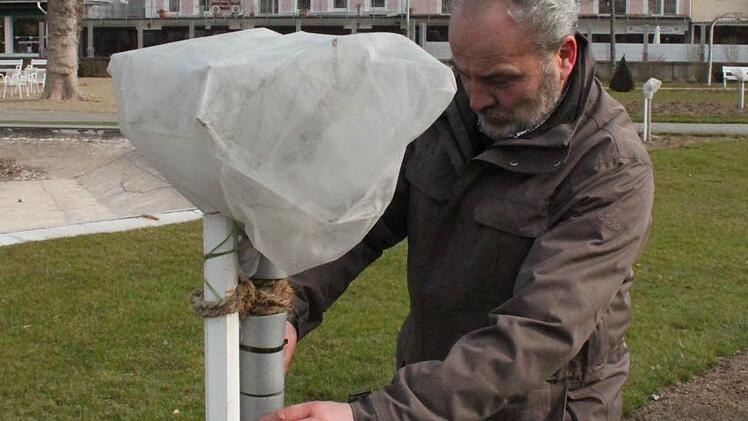 Helmut Krampert kontrolliert einen frostgeschützten Rosenstock.