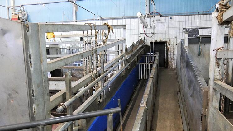 Über einen schmalen Gang werden die Rinder und Schweine einzeln in die Tötungsfallen geführt, die hinter der Klappe liegen. Dort beginnt der sterile Bereich. Bis zuletzt achten die Mitarbeiter darauf, dass die Tiere nicht panisch werden. Mit Gewalt wird laut Aussage der Mitarbeiter kein Tier in die Tötungsfalle gezerrt. Stattdessen würden sie versuchen, die Rinder und Schweine zu beruhigen oder sie noch einmal in den Stall zurückführen, bis sie sich beruhigt haben. Foto: Sandra Hackenberg