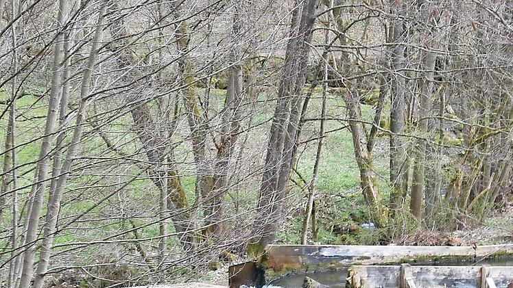 Das Wasserrad in der Trubach steht für ökologische Energiegewinnung in Egloffstein.